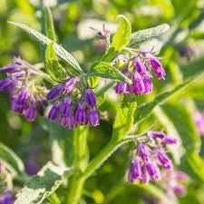 Comfrey Leaf