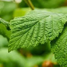 Raspberry Leaf