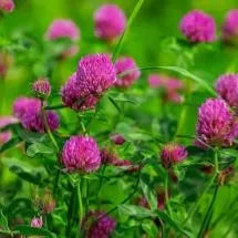 Red Clover Blossoms