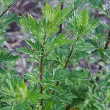 Mugwort