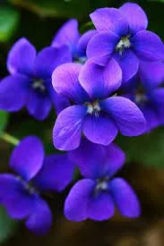 Violet Flowers