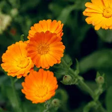 Calendula