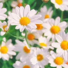 Chamomile Flowers