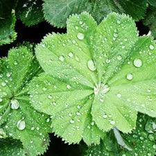 Lady’s Mantle Leaf