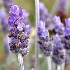 Lavender Flowers
