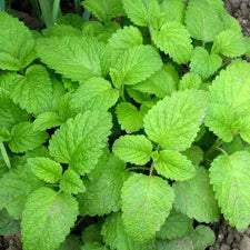 Lemon Balm