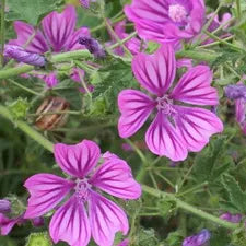 Mauritian Mallow Flowers