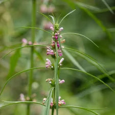 Motherwort