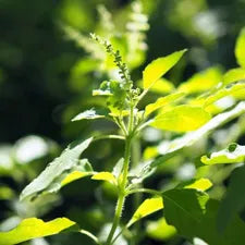 Tulsi