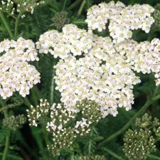 Yarrow